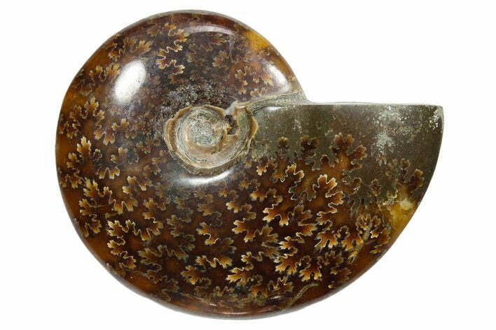 Polished Ammonite (Cleoniceras) Fossil - Madagascar #348494